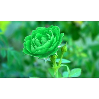 Rose Fragrance Oil and Green Rose FO