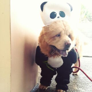FULL BODY Fur PANDA Pet Dog Cat Costume Clothes Bamboo (9)