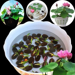10pcs/bag Lotus Water Lily Bonsai Seed Garden Hobbies Multiple Colour