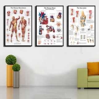 P517 Anatomical Chart Human Body Anatomy Medical Art Painting Silk Canvas Poster Wall Home Decor