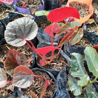 Different Begonia Varieties Uprooted