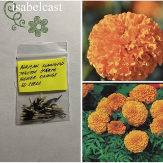 African Marigold Tagetes Erecta Flower Seeds Orange