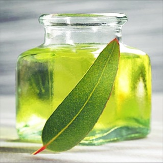 Pure eucalyptus essential oil vial 1g