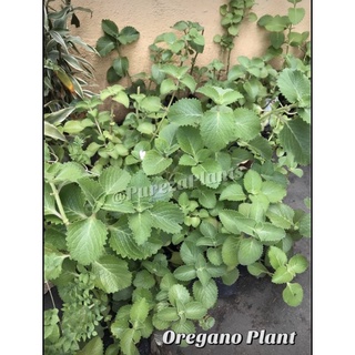 Oregano Leaves, Live Plant, Cuttings SALE with FREEBIE (COD available)