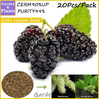 20pcs Red blackberry mulberry berry fruit tree seeds bonsai