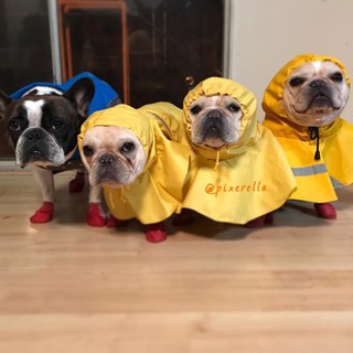 ♚♣◊Method of bucket raincoat saks dog funny jokes clothes bag mail