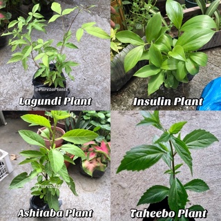 Herbal / Medicinal Plants (Ashitaba, Lagundi etc.) Well Rooted COD Available