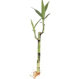 Lucky bamboo One stalk on hand COD for MM only LOWEST price (1)