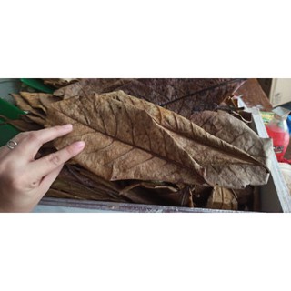 Talisay / Indian Almond / Cattapa leaves good for betta fish (1)