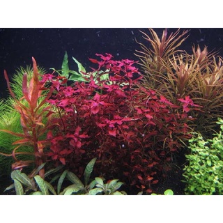 MINI LUDWIGIA SUPER RED (12 stems cuttings ) aquatic plant