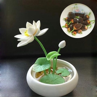 【Seeds's house】10Pcs/Bag Lotus Water Lily Bonsai Seed Garden Hobbies Multiple Colour (3)