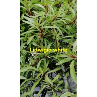 Ludwigia White (5stem) Aquatic Plant
