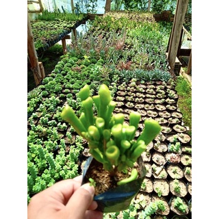 Shrek Ears - Succulents (Live Plants)