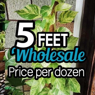 Wholesale - One dozen 5 feet natural coco husk pole. (2 pieces of 2,5feet stackable)