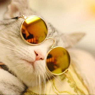 NL Small Pet Dogs Cats Eyewear Sunglasses Universal Eye Protective Photos Props (4)