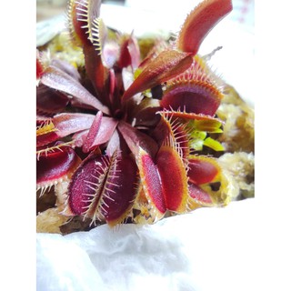 Venus Flytrap: Carnivorous Plant [Live Potted Plant]