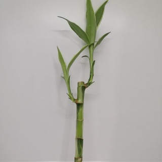 Lucky bamboo One stalk on hand COD for MM only LOWEST price (3)