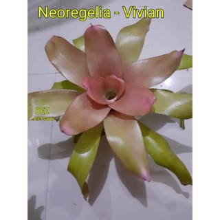 Neoregelia - Vivian (Neo - Bromeliads) - Indoor/outdoor plants