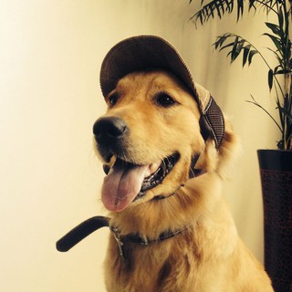 Large Dog Baseball Cap Sun Protection Outdoor Dog Hat