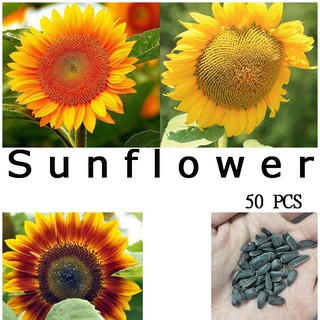 50pcs Sunflower Seeds Home Garden Plant Seeds 1