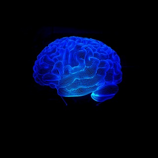 Human Brain Cerebellum Model 3D Night Lights 7 Colors Lamp Changing LED Lights oPtN