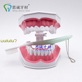 【spot goods】✺ﺴTeeth Model Teaching Model Dental Material Oral Material Denture Model Oral