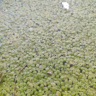giant duckweed floating plants