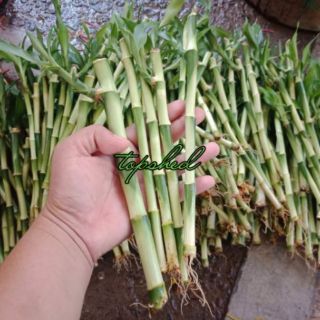 Lucky Bamboo stalk for souvenir or giveaways