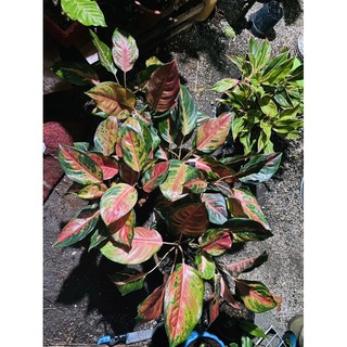 Red Diamond Cochin Aglaonema (2-4leaves)- JRS COURRIER
