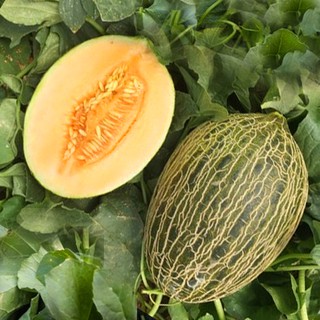 Santa Claus Melon Seeds - Cantaloupe Seeds - Melon Fruit Seeds