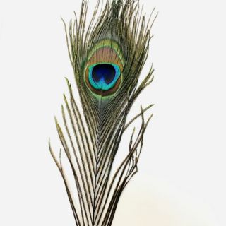 Peacock feather for smudging