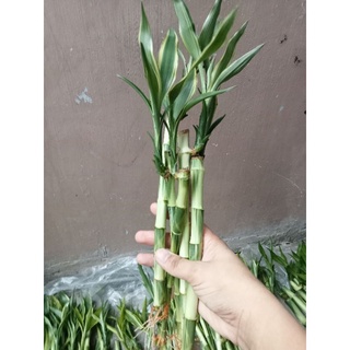 Variegated Lucky Bamboo
