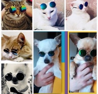 Pet Cat Dog Small Eyewear Glass Eye Protection (3)