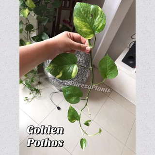 Golden Pothos Cuttings/Leaves with Roots COD avaiable