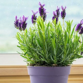 10PCS 【NEW】Lavender Seeds / Lavender Herb Seeds