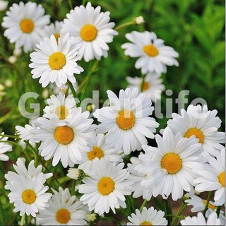 60pcs seeds #HY0041W beautiful Shasta Daisy flower seeds