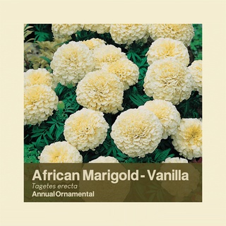 African Marigold (Vanilla / Cream White) Flower Seeds | Greenome Project