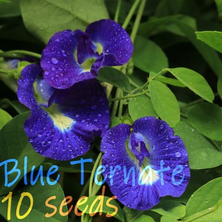 Blue Ternate - 10 seeds | Repacked Herb Seeds