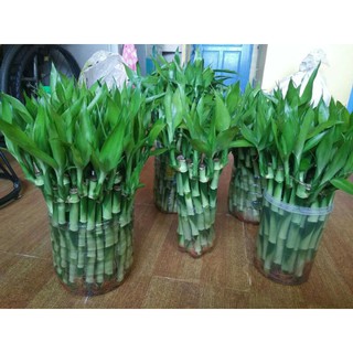 Lucky Bamboo fortune/ lucky souviner