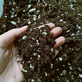 Cactus Mix Soil - SALE!!!