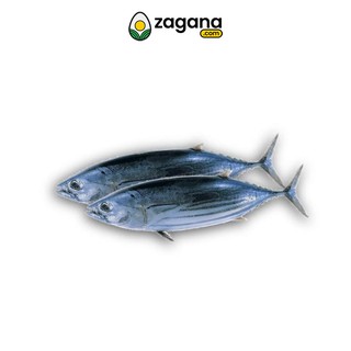 Zagana Farm Fresh Tuna Mackerel 1KG