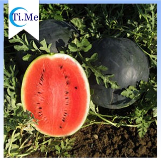 【Ti.Me】WATERMELON SEED`S " BUFFALO " BIG SIZE PAKWAN FRUIT weighs about 14 to 15 kilos per fruit.