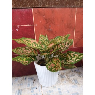Aglaonema live plant for indoor medium size 1plant