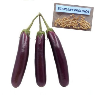 Eggplant Prolifica (45Pcs/Pack)