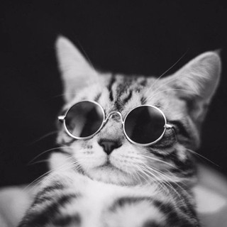 Fashion Cool Puppy Cat Glasses Round Sunglasses Eyewear (6)