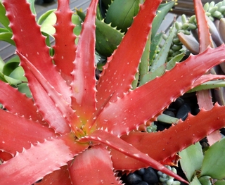 50Pcs Colorful Aloe Flower Seeds Rare 5 Kind Perennial Bonsai Home Plant