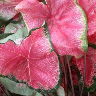 Strawberry Pink: Indoor and Outdoor Plants