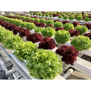 Garden Soils○۞☜Yamasaki Nutrients 200g AB | hydroponics hydroponic snap solution masterblend nutrihy