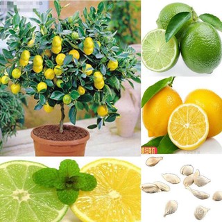 10 PCS Lemon Bonsai Lemon Tree Seed Rare Fruit Tree for Home Garden