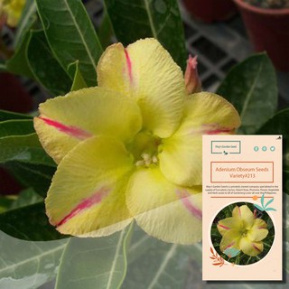 Yellw Single Petal Desert Rose Seeds,Adenium Obesum Seeds – Variety#213